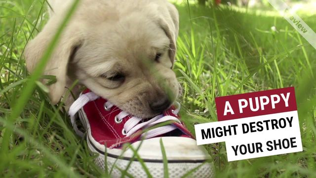 PUPPY LOVE Video Template