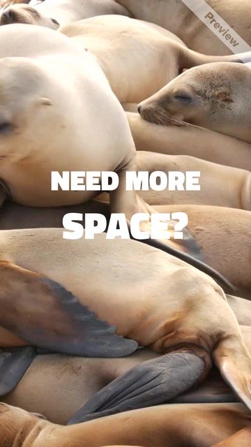 More Space Video Template