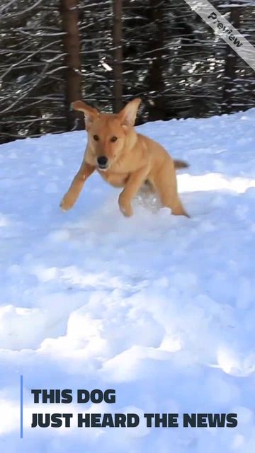 Heard the News Video Template