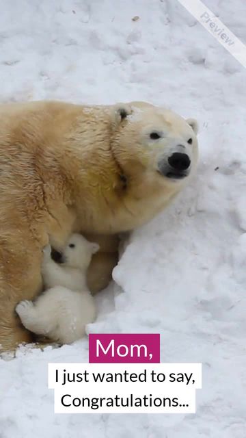 SNOW MOTHER #2 Video Template