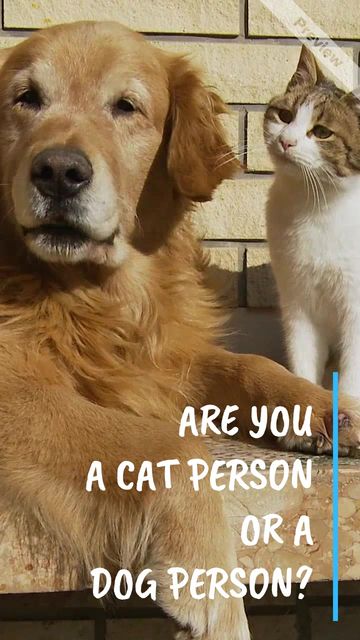 Cats & Dogs Video Template