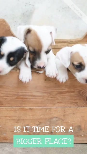 PUPPY EYES Video Template