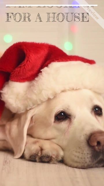 Christmas Dog Video Template