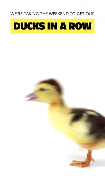 Ducks in a row Video Template