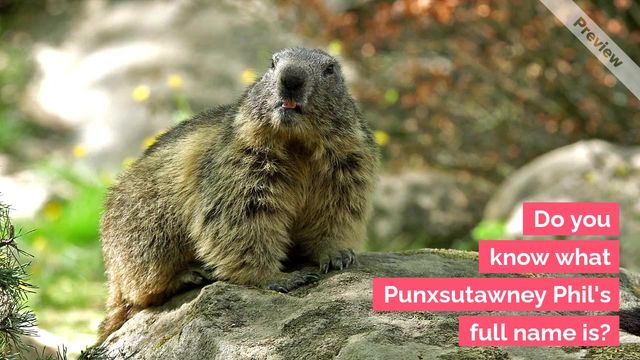 Groundhog Day Video Template