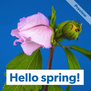 Hello Spring. Video Template