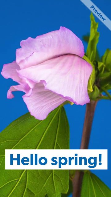 hello spring #2 Video Template