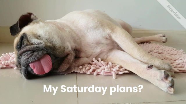 #Caturday Video Template