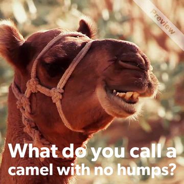 Hump-Day  Video Template
