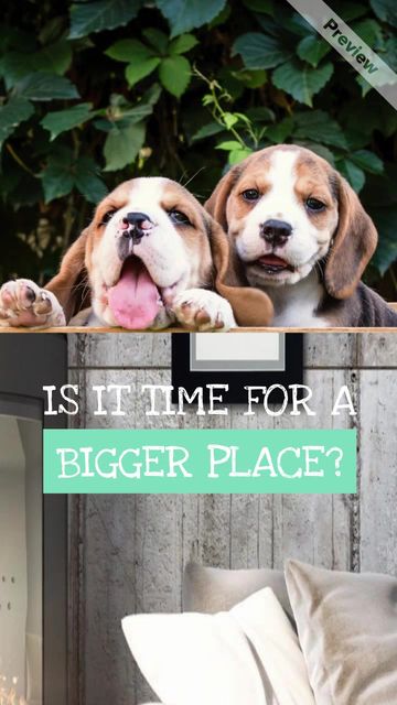 Pup Eyes Video Template