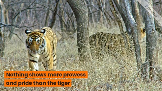 International Tiger Day Video Template