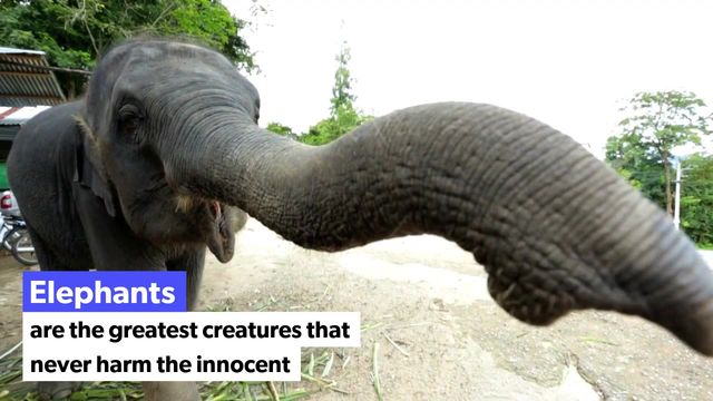 Elephants Video Template