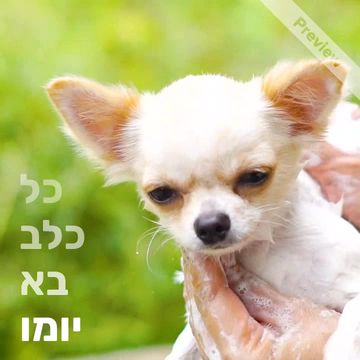 כל כלב בא יומו Video Template