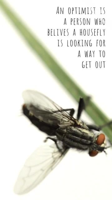 Pest Control Ads Video Template Video Template