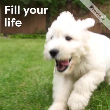 Adoption Day Video Template