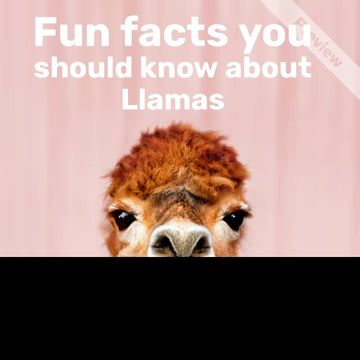 National Llama Day