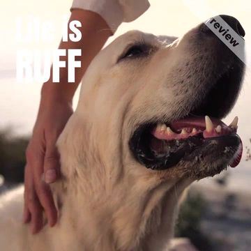 Adopt a dog Video Template