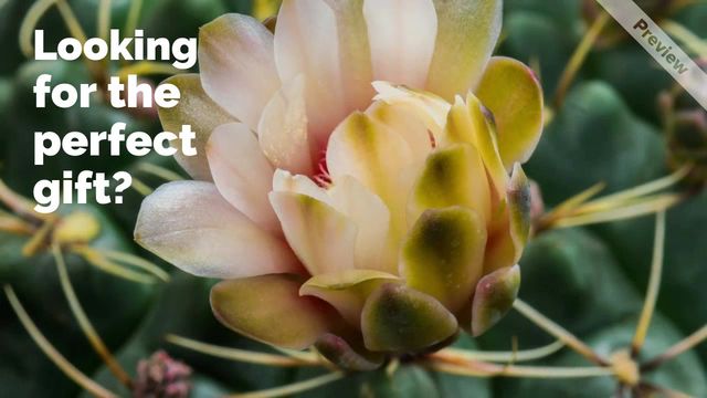 product video Video Template