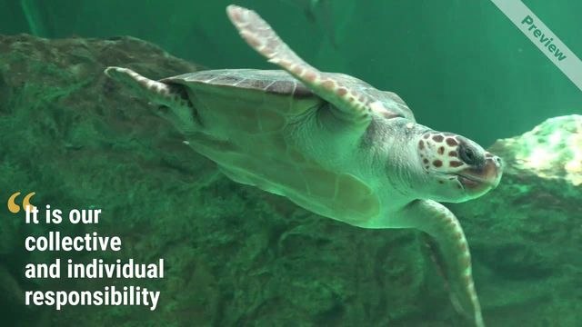 National Wildlife Day Video Template