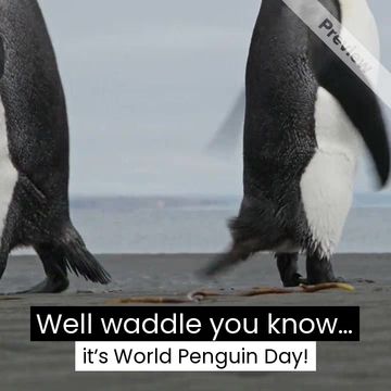 World Penguin Day