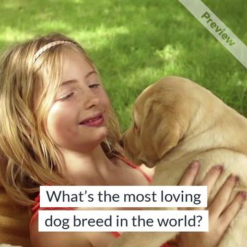 Rescue Dog Day Video Template