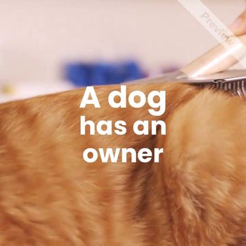 #Caturday Video Template