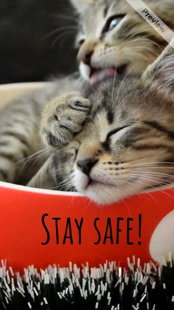 Order online Video Template