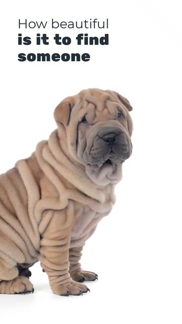 National Pet Week Video Template