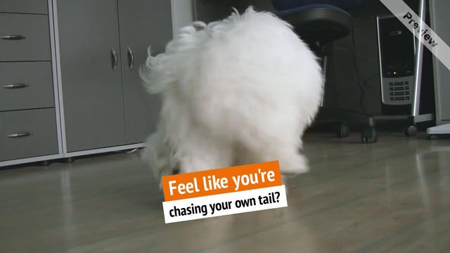 Dog School Video Template