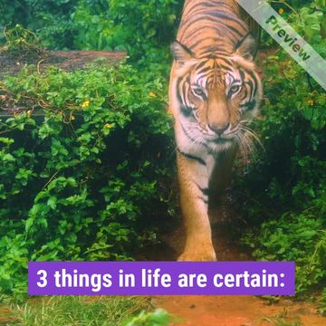 Tiger day Video Template