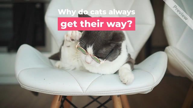 Kitten Day Video Template