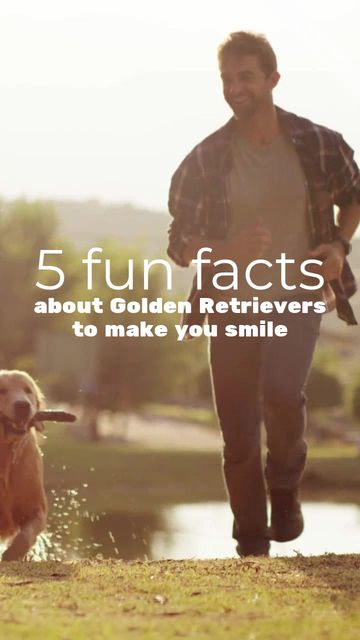 #GoldenRetrieverDay Video Template