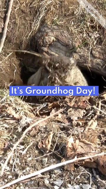 Groundhog Day Video Template