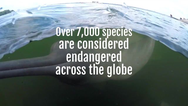 #EndangeredSpecies Video Template