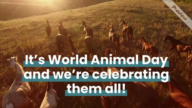 #WorldAnimalDay Video Template