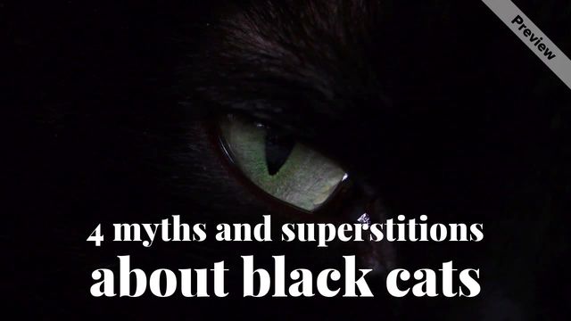 Black Cat Day Video Template