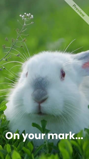 Ready, Set, Hop Video Template