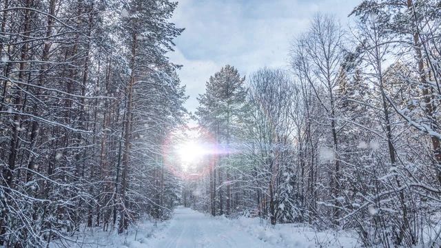 Snowy Forest | Zoom Video Template