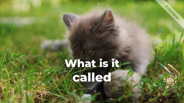 Kitten Day | July 10 Video Template