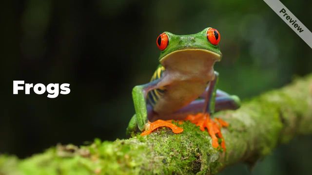 Wildlife Day | Sept 4  Video Template