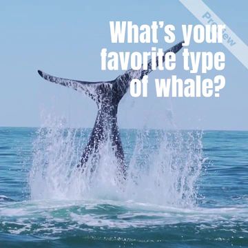 World Whale Day Video Template