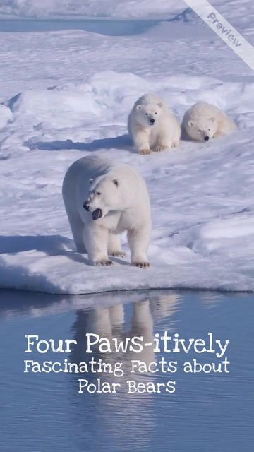 Polar Bear Day Video Template