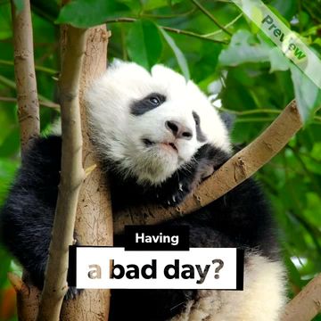 Panda Day Video Template