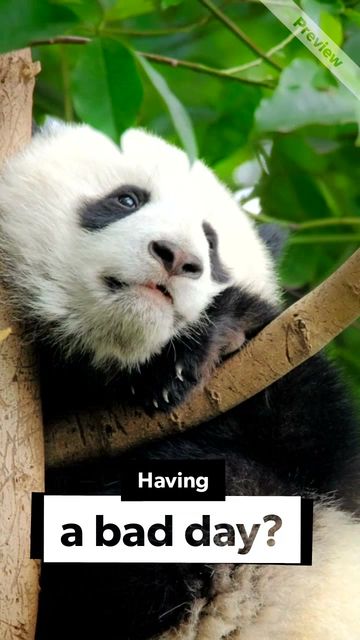 Panda Day Video Template