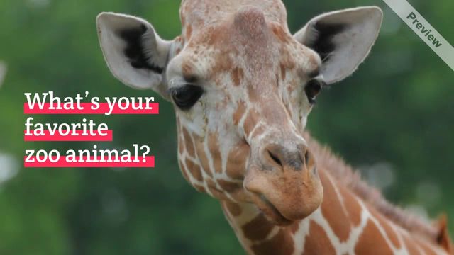 Zoo Lovers Day  | Apr 8 | Wide Video Template