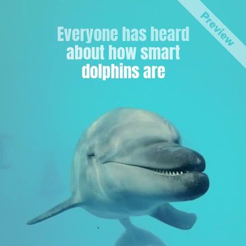 Dolphin Day Video Template