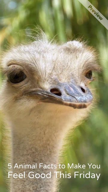 Feel Good Friday Video Template