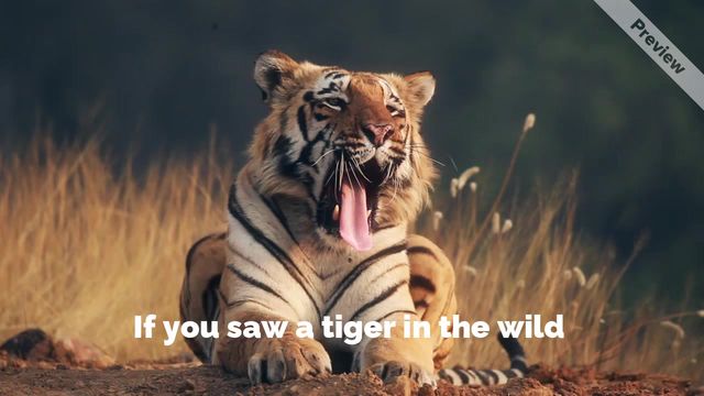 Caturday #GlobalTigerDay | July 29 Video Template