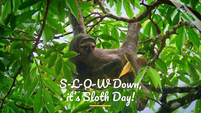 International Sloth Day Video Template