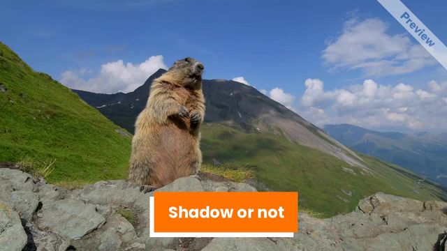 Groundhog Day Video Template